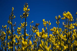 Embracing Sustainable Development: The Green Choice for a Better Future