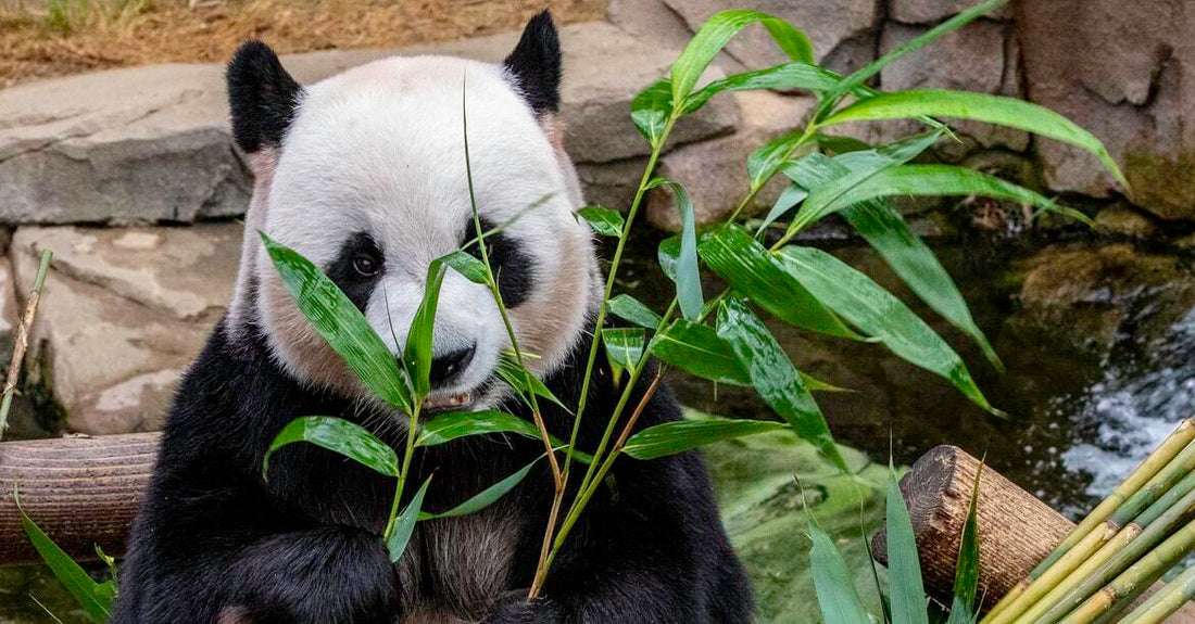 Why Bamboo - Lovely Poo Poo