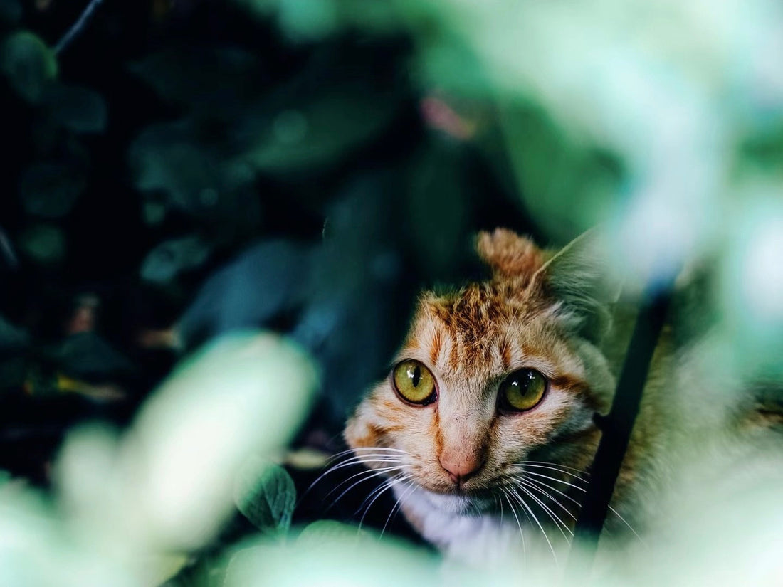 The Eco-Friendly Connection: Biodiversity and Bamboo Toilet Paper