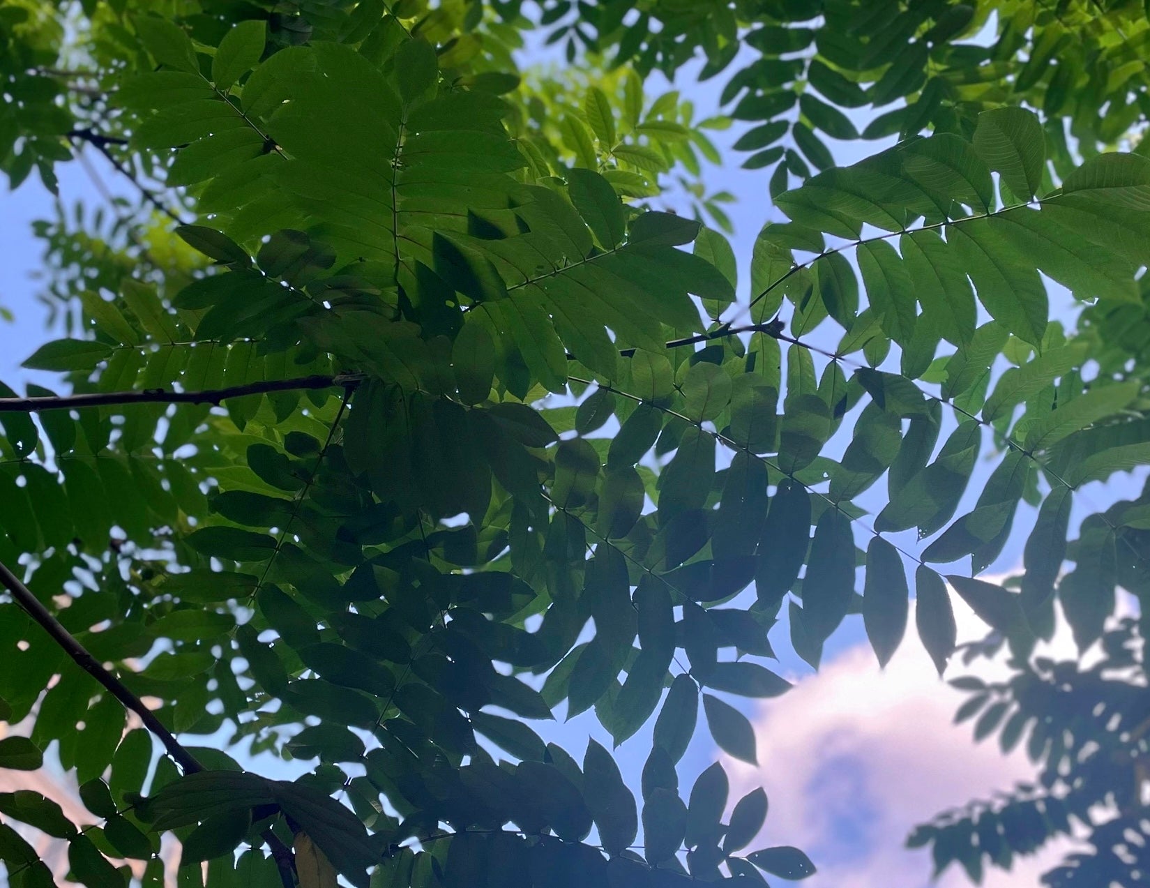 The Best Way to Combat Deforestation: Bamboo Toilet Paper