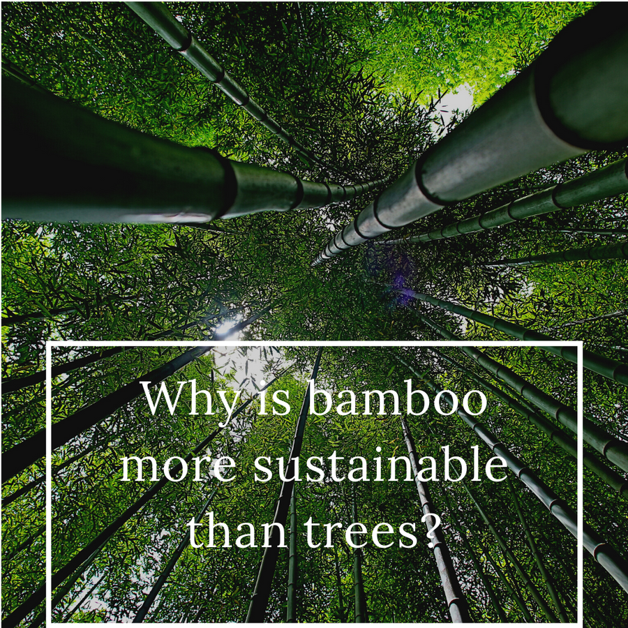 Why is bamboo more sustainable than trees? - Lovely Poo Poo