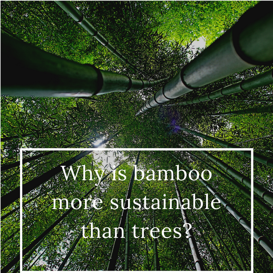 Why is bamboo more sustainable than trees?