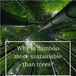 Why is bamboo more sustainable than trees?