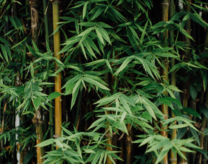 Where is our bamboo toilet paper manufactured?