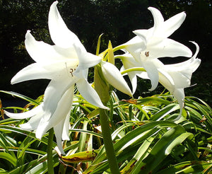 Why Bamboo Toilet Paper is Septic Safe: A Flush Towards a Greener Tomorrow