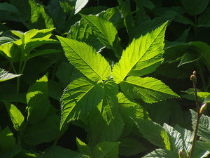Why Bamboo Toilet Paper is BPA-Free: A Healthier Choice for You and the Environment
