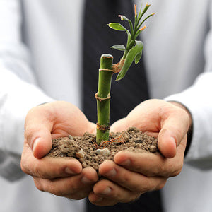 Are you learning about bamboo products for the first time?