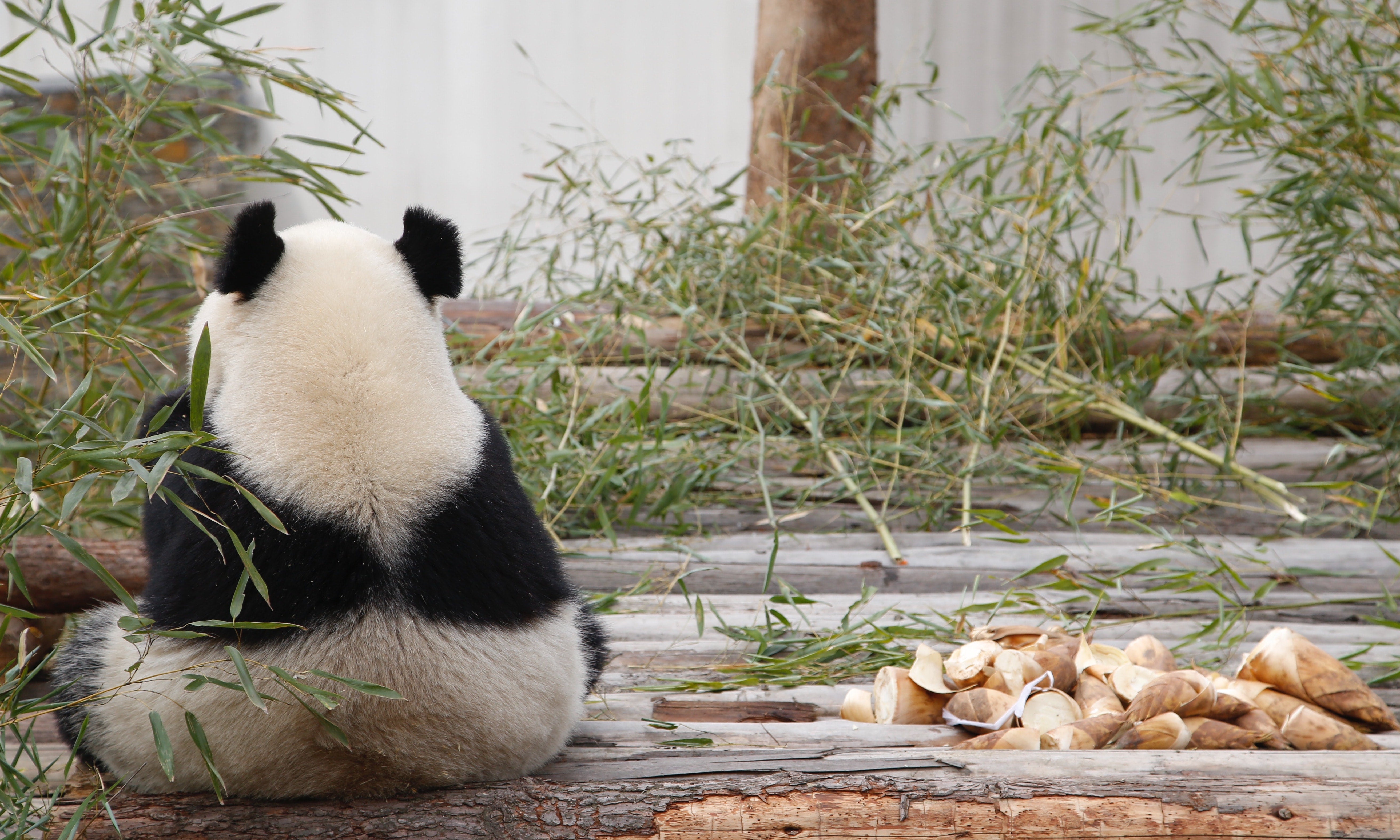 Are We Really Taking Bamboo Away from Panda?