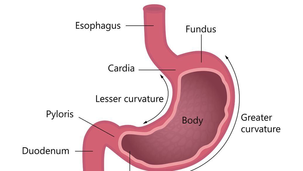 Conditioning the stomach,Ten good ways for you !