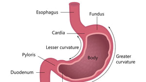 Conditioning the stomach,Ten good ways for you !