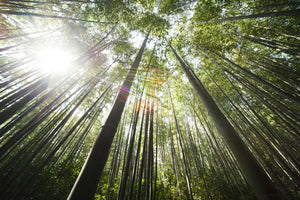 From Forests to Bathroom: How Bamboo Grows, Regenerates, and Helps the Earth