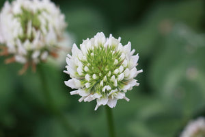 The Environmental Crisis: Understanding the Challenges and Our Role in the Solution