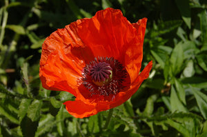 The Green Flush: Why Bamboo Toilet Paper is Septic Safe and a Smart Choice for the Environment