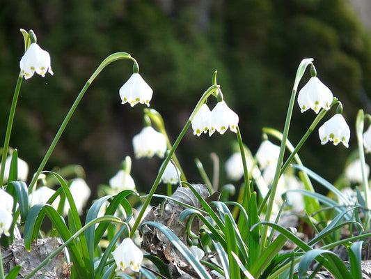 Healing the Earth: Unraveling the Mysteries of Acid Rain