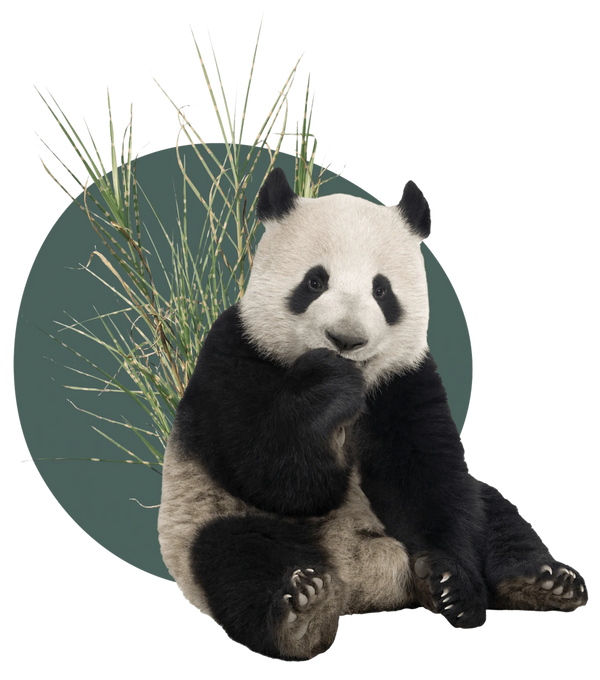 Poo Poo Panda